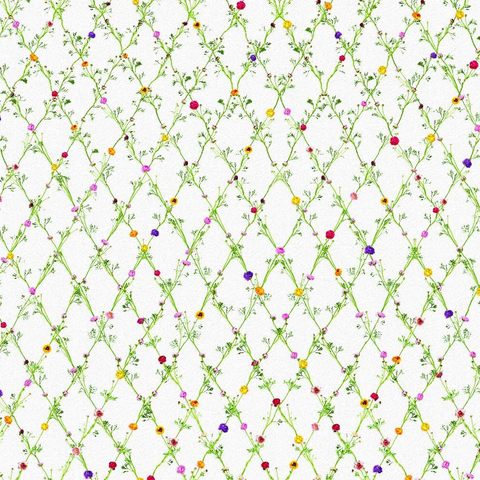 Ranunculus Losango Snijder e Co  Areia